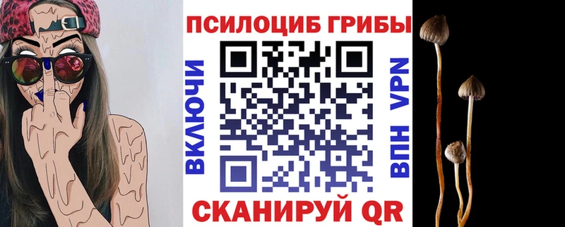 Псилоцибиновые грибы Psilocybe Берёзовка